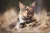 Filename=82870983_large_Lookslikeanowla24084413.jpg
Filesize=173KB
Dimensions=699x466
Date added=Dec 03, 2018 82870983_large_Lookslikeanowla24084413.jpg