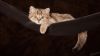 Filename=82870984_large_OOa23568658.jpg
Filesize=230KB
Dimensions=699x394
Date added=Dec 03, 2018 82870984_large_OOa23568658.jpg