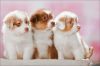 Filename=82870988_Qietschalarma23012500.jpg
Filesize=185KB
Dimensions=699x467
Date added=Dec 03, 2018 82870988_Qietschalarma23012500.jpg