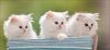 Filename=82870990_Triofatalea22935181.jpg
Filesize=157KB
Dimensions=699x328
Date added=Dec 03, 2018 82870990_Triofatalea22935181.jpg