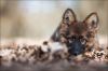 Filename=82870991_Unschuldslamma24030386.jpg
Filesize=179KB
Dimensions=699x466
Date added=Dec 03, 2018 82870991_Unschuldslamma24030386.jpg