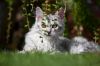 Filename=82870995_Versteckta24471055.jpg
Filesize=120KB
Dimensions=699x466
Date added=Dec 03, 2018 82870995_Versteckta24471055.jpg