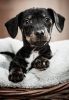 Filename=82870997_16175730.jpg
Filesize=180KB
Dimensions=484x699
Date added=Dec 03, 2018 82870997_16175730.jpg
