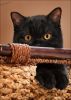 Filename=82871006_diefaszinationa22570955.jpg
Filesize=258KB
Dimensions=500x699
Date added=Dec 03, 2018 82871006_diefaszinationa22570955.jpg