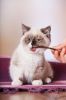 Filename=82871012_Gourmetposera26702809.jpg
Filesize=173KB
Dimensions=466x699
Date added=Dec 03, 2018 82871012_Gourmetposera26702809.jpg
