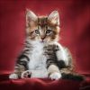 Filename=82871013_Hypnosea22327804.jpg
Filesize=233KB
Dimensions=700x700
Date added=Dec 03, 2018 82871013_Hypnosea22327804.jpg