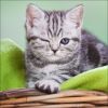Filename=82871016_Keepcoola25077279.jpg
Filesize=335KB
Dimensions=700x700
Date added=Dec 03, 2018 82871016_Keepcoola25077279.jpg