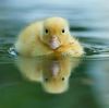 Filename=96294510_17.jpg
Filesize=204KB
Dimensions=699x694
Date added=Dec 03, 2018 96294510_17.jpg