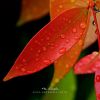 Filename=96763153_021.jpg
Filesize=59KB
Dimensions=600x600
Date added=Dec 03, 2018 96763153_021.jpg
