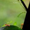 Filename=96763157_025.jpg
Filesize=43KB
Dimensions=600x600
Date added=Dec 03, 2018 96763157_025.jpg