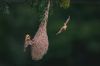 Filename=i_250.jpg
Filesize=14KB
Dimensions=480x320
Date added=Dec 03, 2018 i_250.jpg