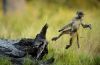 Filename=i_068.jpg
Filesize=30KB
Dimensions=480x315
Date added=Dec 03, 2018 i_068.jpg
