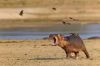 Filename=i_242.jpg
Filesize=22KB
Dimensions=479x320
Date added=Dec 03, 2018 i_242.jpg