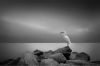 Filename=i_056.jpg
Filesize=14KB
Dimensions=480x319
Date added=Dec 03, 2018 i_056.jpg