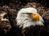 Filename=i_094.jpg
Filesize=33KB
Dimensions=427x320
Date added=Dec 03, 2018 i_094.jpg