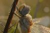 Filename=i_032.jpg
Filesize=27KB
Dimensions=479x320
Date added=Dec 03, 2018 i_032.jpg
