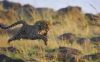 Filename=i_065.jpg
Filesize=9KB
Dimensions=240x150
Date added=Dec 03, 2018 i_065.jpg