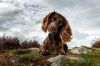 Filename=i_066.jpg
Filesize=36KB
Dimensions=480x320
Date added=Dec 03, 2018 i_066.jpg
