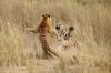 Filename=i_154.jpg
Filesize=41KB
Dimensions=480x320
Date added=Dec 03, 2018 i_154.jpg