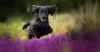 Filename=i_238.jpg
Filesize=15KB
Dimensions=480x252
Date added=Dec 03, 2018 i_238.jpg