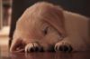 Filename=1320080530_7.jpg
Filesize=19KB
Dimensions=500x329
Date added=Dec 03, 2018 1320080530_7.jpg