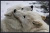 Filename=96070815_1317374200_1315418797_c9e1077d643et.jpg
Filesize=39KB
Dimensions=698x471
Date added=Dec 03, 2018 96070815_1317374200_1315418797_c9e1077d643et.jpg