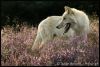 Filename=96070825_1317374243_1315418782_53ace61f5a99t.jpg
Filesize=72KB
Dimensions=700x471
Date added=Dec 03, 2018 96070825_1317374243_1315418782_53ace61f5a99t.jpg