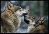 Filename=96070829_1317374272_1315418780_841a9fdadcebt.jpg
Filesize=54KB
Dimensions=700x491
Date added=Dec 03, 2018 96070829_1317374272_1315418780_841a9fdadcebt.jpg