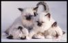 Filename=96070832_1317374279_1315418785_3d0927c6ae49t.jpg
Filesize=34KB
Dimensions=700x443
Date added=Dec 03, 2018 96070832_1317374279_1315418785_3d0927c6ae49t.jpg