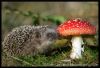 Filename=96070833_1317374283_1315418757_6855405b162bt.jpg
Filesize=65KB
Dimensions=699x477
Date added=Dec 03, 2018 96070833_1317374283_1315418757_6855405b162bt.jpg