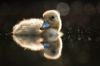 Filename=96294503_14.jpg
Filesize=31KB
Dimensions=699x464
Date added=Dec 03, 2018 96294503_14.jpg