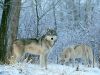Filename=zimnyaya_priroda_zimoy_40.jpg
Filesize=103KB
Dimensions=540x405
Date added=Dec 03, 2018 zimnyaya_priroda_zimoy_40.jpg