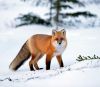Filename=zimnyaya_priroda_zimoy_43.jpg
Filesize=54KB
Dimensions=540x473
Date added=Dec 03, 2018 zimnyaya_priroda_zimoy_43.jpg