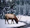Filename=zimnyaya_priroda_zimoy_46.jpg
Filesize=115KB
Dimensions=540x503
Date added=Dec 03, 2018 zimnyaya_priroda_zimoy_46.jpg