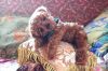 Filename=i_161.jpg
Filesize=39KB
Dimensions=480x317
Date added=Dec 03, 2018 i_161.jpg